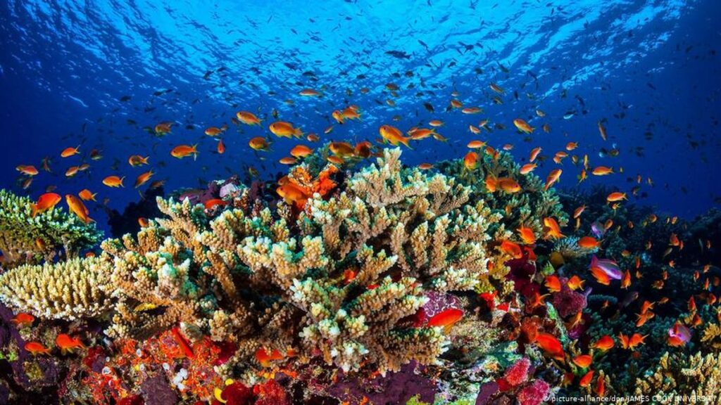 Menyelami Terumbu Karang di Great Barrier Reef, Australia 