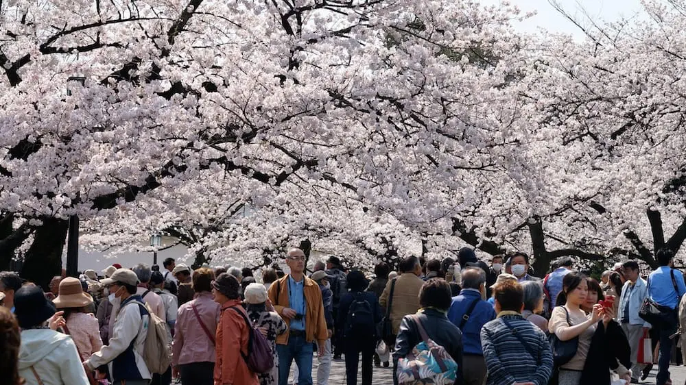 Pesona Budaya, Perayaan Festival Musim Semi di Kyoto, Jepang